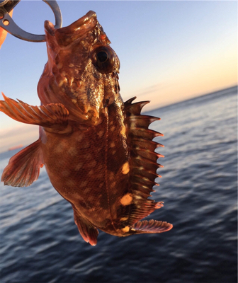 朝マヅメからロックフィッシュ