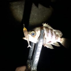 プラグ⁉︎ワーム⁉︎