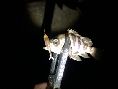 プラグ⁉︎ワーム⁉︎