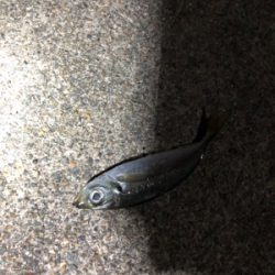 アジはいてます