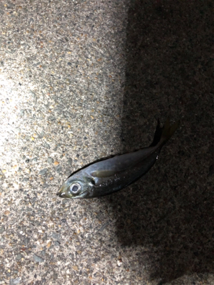 アジはいてます