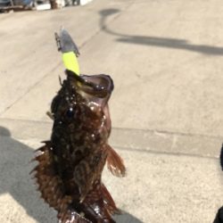 水俣港ライトゲーム