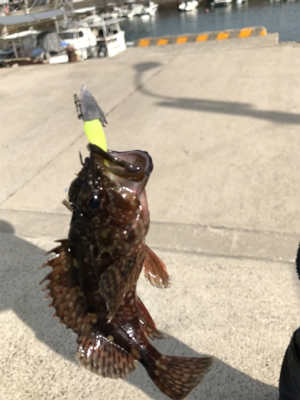 水俣港ライトゲーム