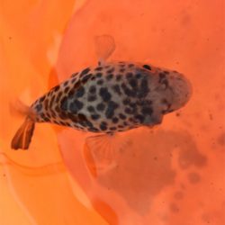 カンダイハント