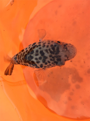 カンダイハント