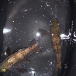 メバルプラッキング