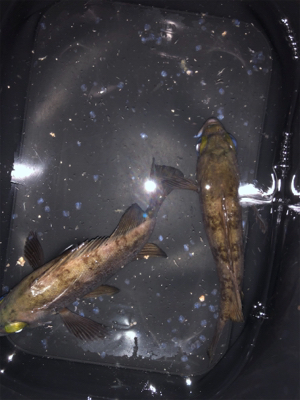 メバルプラッキング