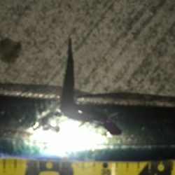 水軒でもおったら釣れます