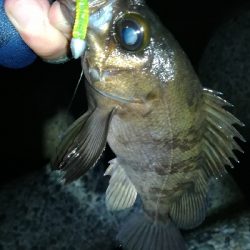 ナイトメバリング