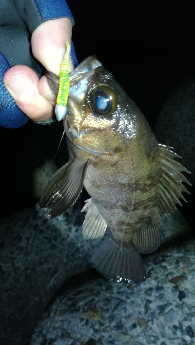 ナイトメバリング