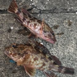 ロックフィッシュ