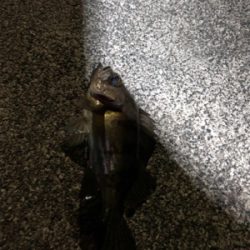 ナイトメバリング