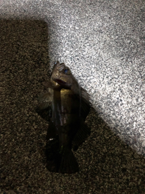 ナイトメバリング