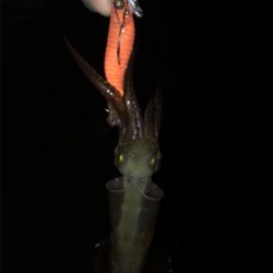 懲りずにヒイカ釣りσ(^_^;)