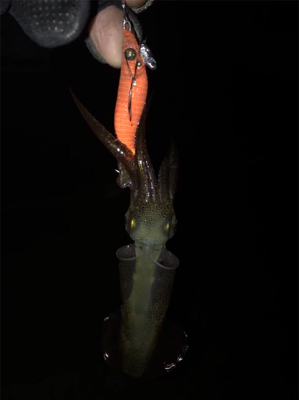 懲りずにヒイカ釣りσ(^_^;)