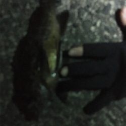 メバリング調査