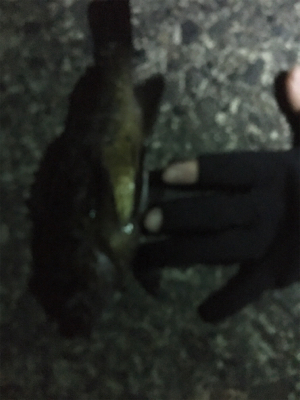 メバリング調査