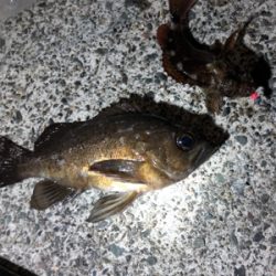 早朝ロックゲーム