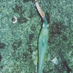 初邪道エギング!