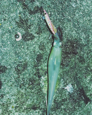 初邪道エギング!