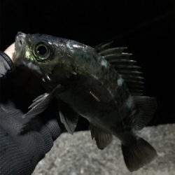 ナイトメバリング