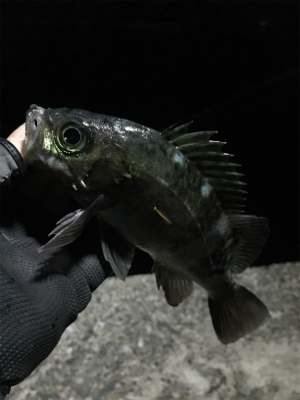 ナイトメバリング