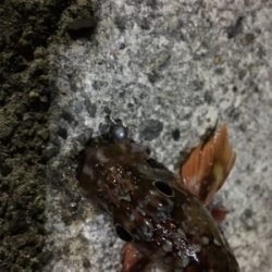 メバル狙いのガシラ