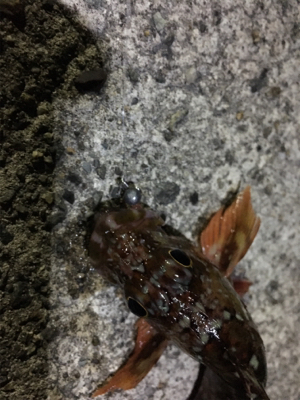 メバル狙いのガシラ