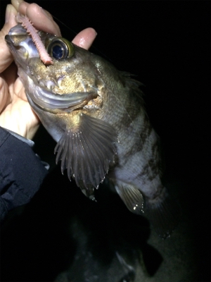 マリンピア沖洲のメバル