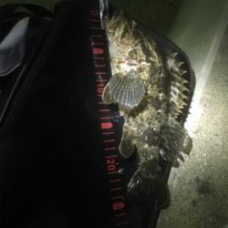 2夜連続メバリング