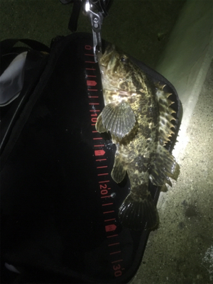 2夜連続メバリング