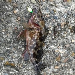 御所浦ライトゲームリベンジ