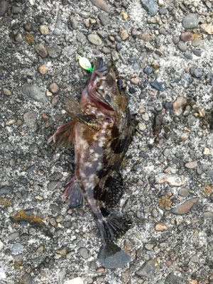 御所浦ライトゲームリベンジ