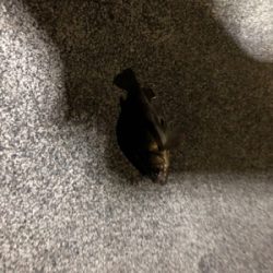 ロックフィッシュゲーム