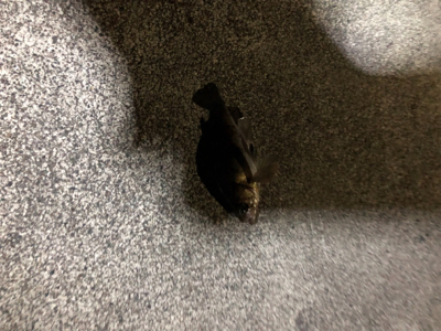 ロックフィッシュゲーム