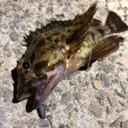 新しいポイント散策