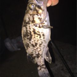 タケノコメバルっぽいけど、違う気がする!