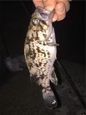 タケノコメバルっぽいけど、違う気がする!