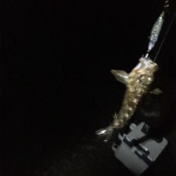 新プラブ入魂ライトゲーム