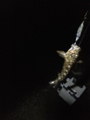 新プラブ入魂ライトゲーム