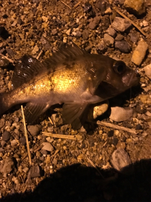 アコウおったなぁ