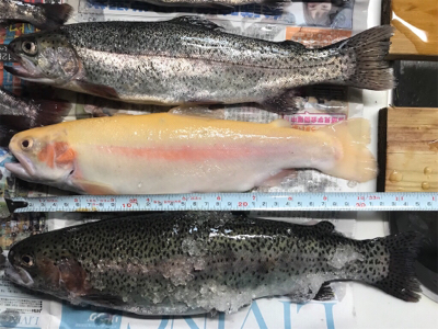 初！アルビノ！！