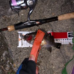 メバリングで岬〜泉南ランガン！