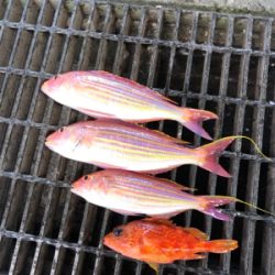 大鯛ゲット‼︎