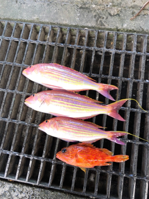 大鯛ゲット‼︎