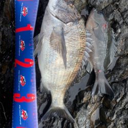 四万十市 地磯 フカセ