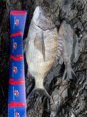 四万十市 地磯 フカセ