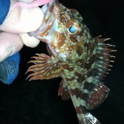 ナイトメバリング