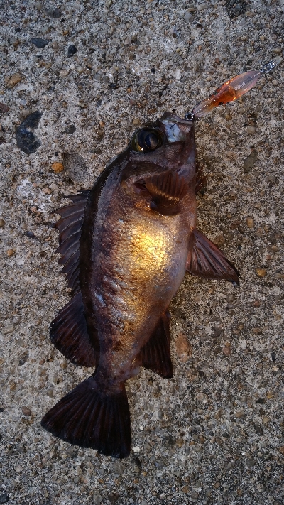 メバル　プラッキング