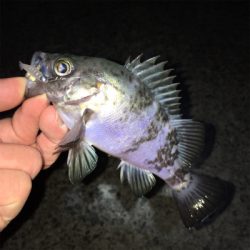 明石でメバル